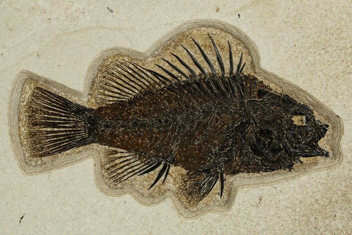 Fantastic Fossil Fish (Priscacara) - Wyoming #327811